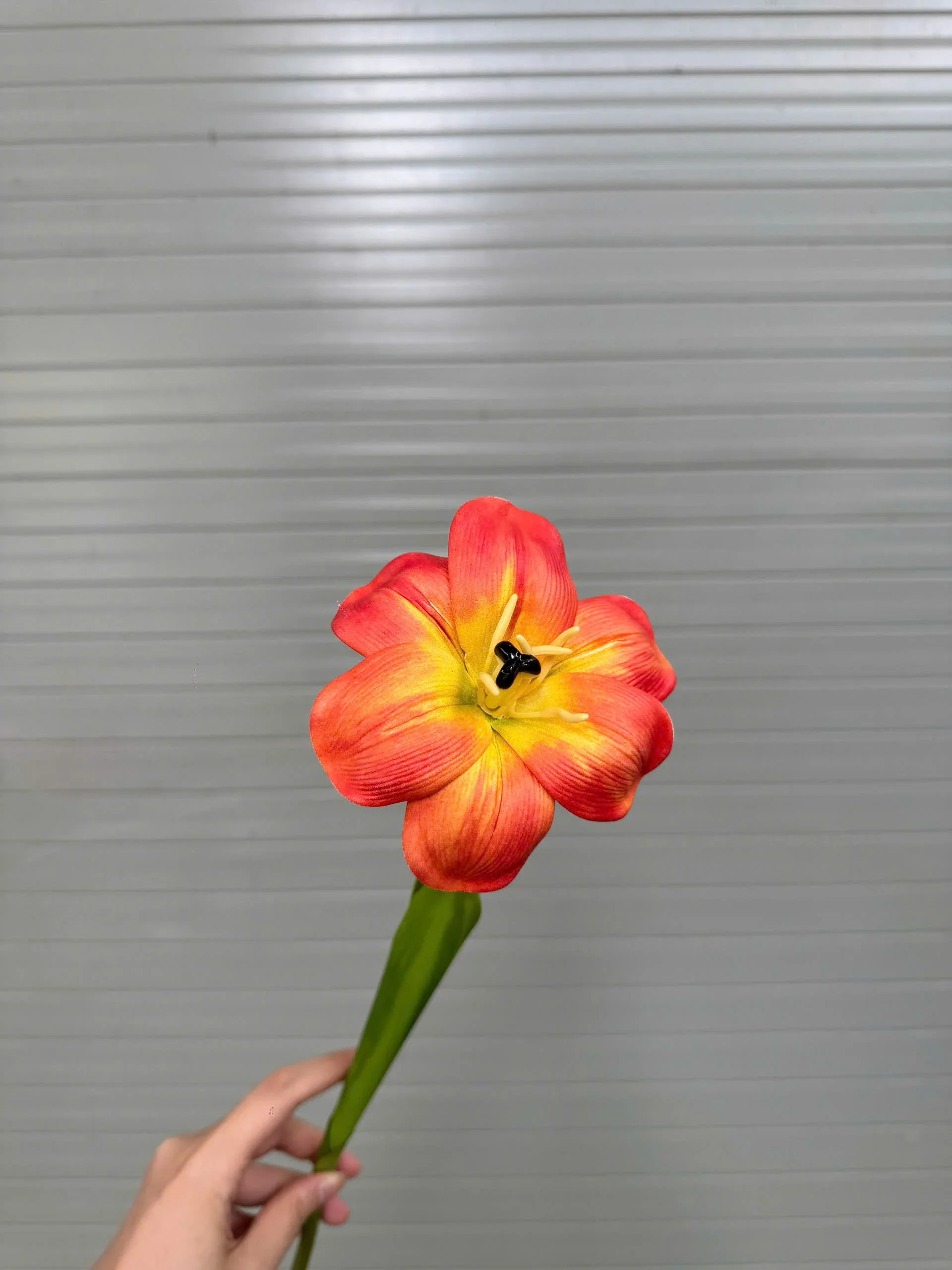 TULIP NỞ 1 BÔNG - Ảnh 7