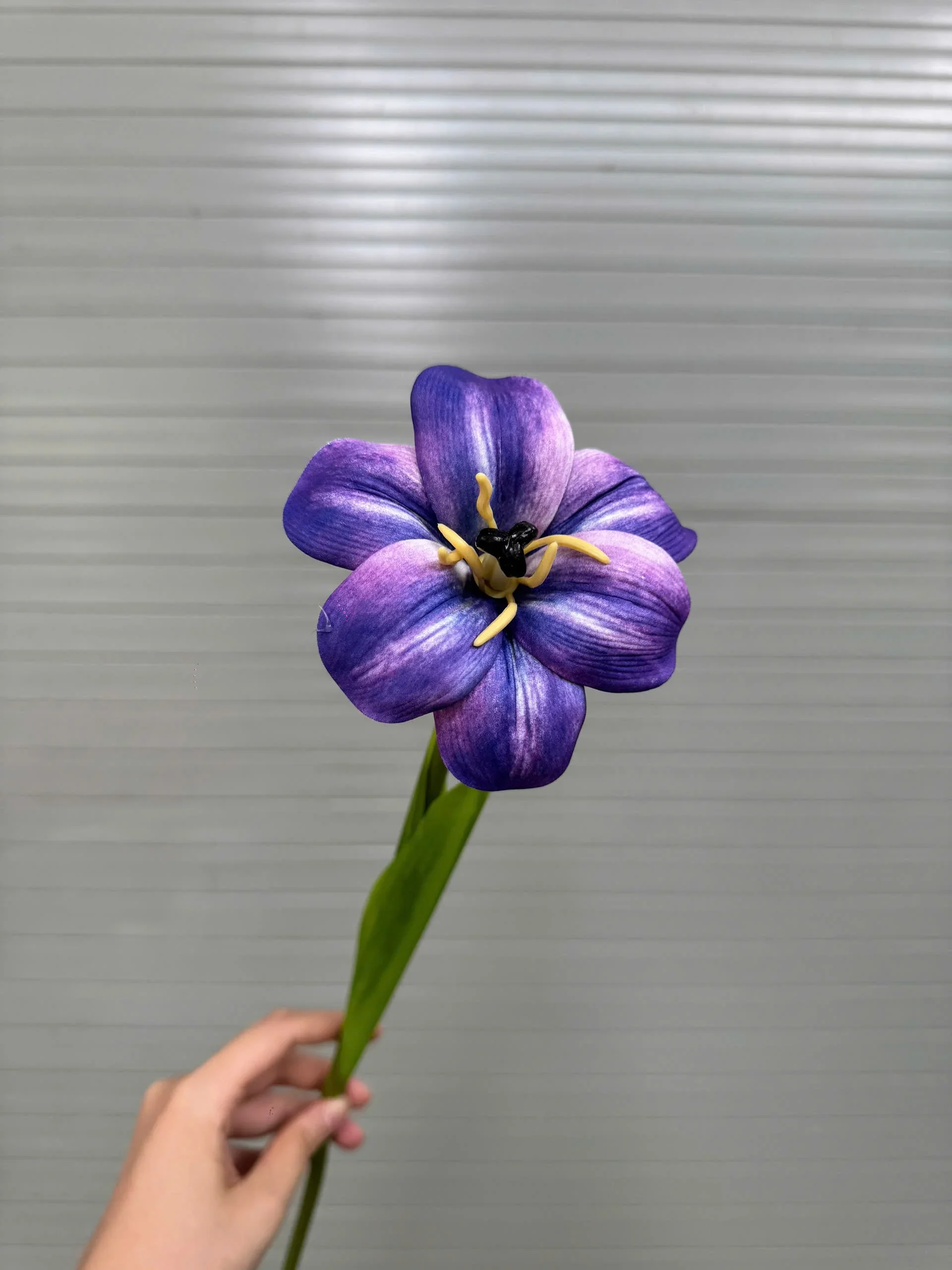 TULIP NỞ 1 BÔNG - Ảnh 9