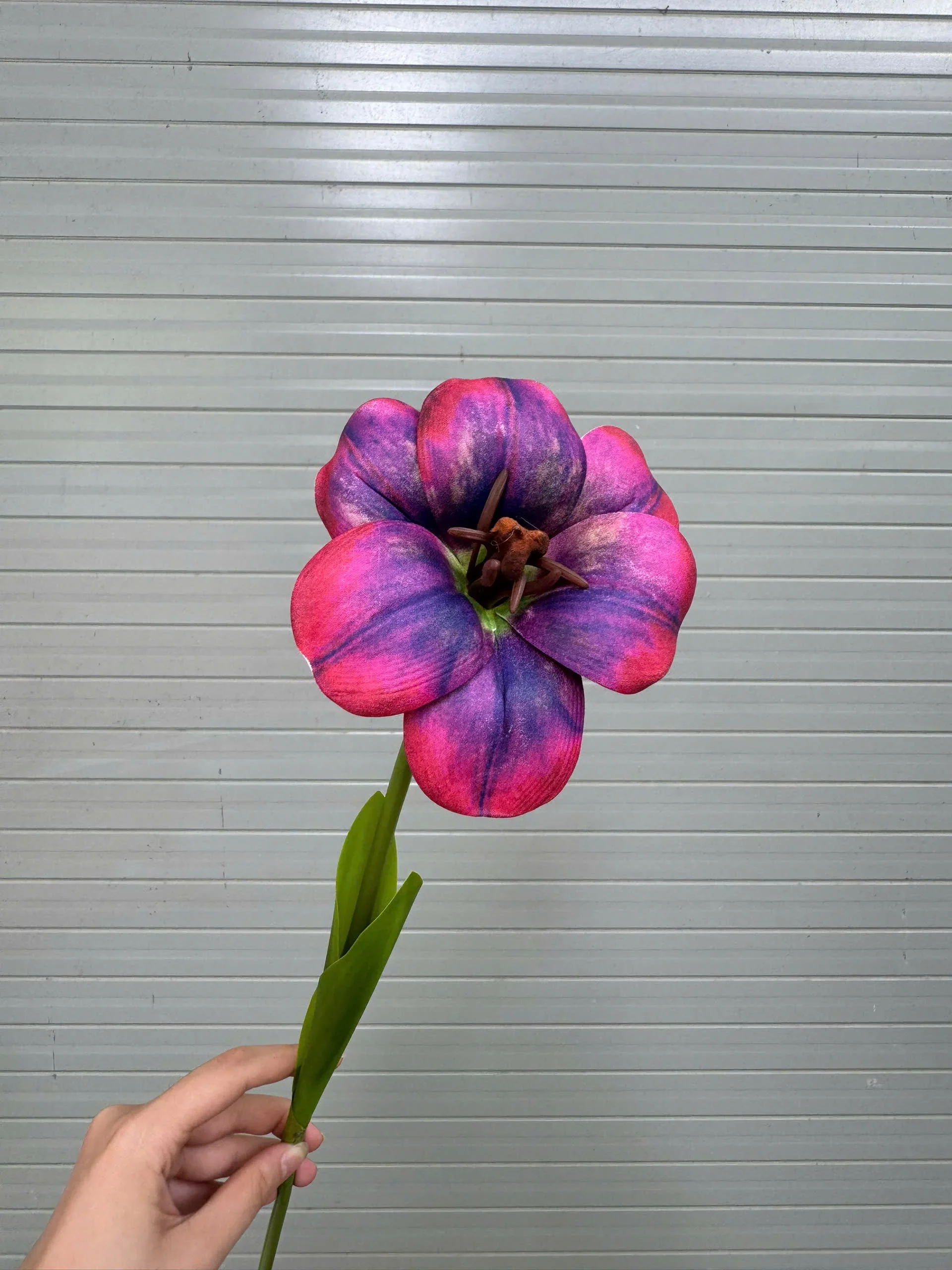 TULIP NỞ 1 BÔNG - Ảnh 2