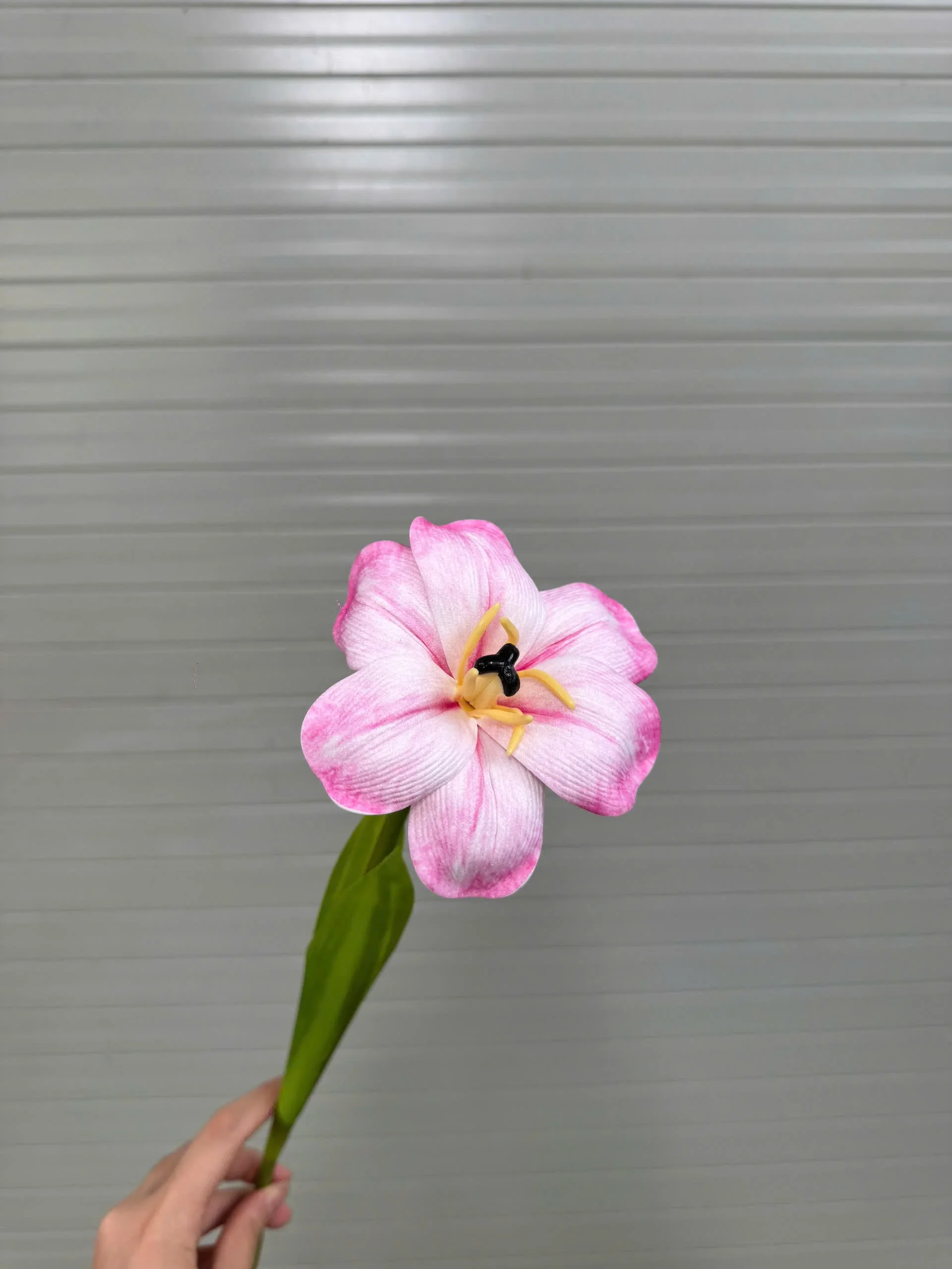 TULIP NỞ 1 BÔNG - Ảnh 8