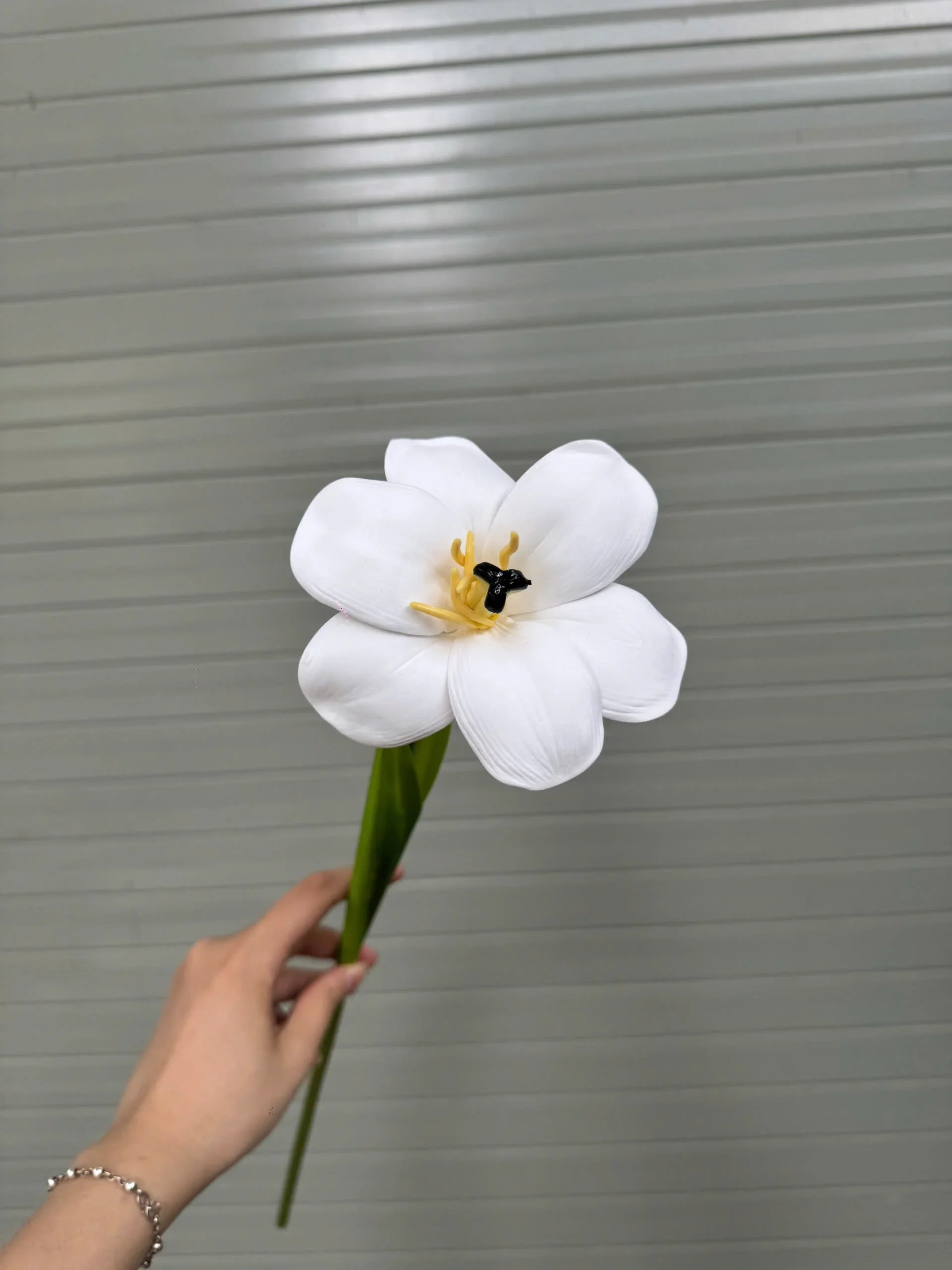 TULIP NỞ 1 BÔNG - Ảnh 10