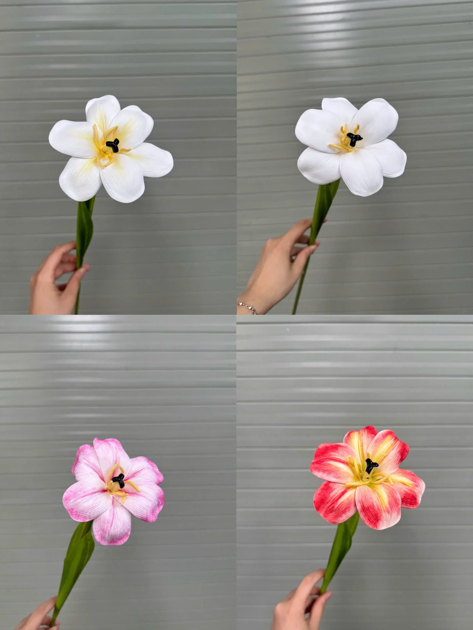 TULIP NỞ 1 BÔNG - Ảnh 11