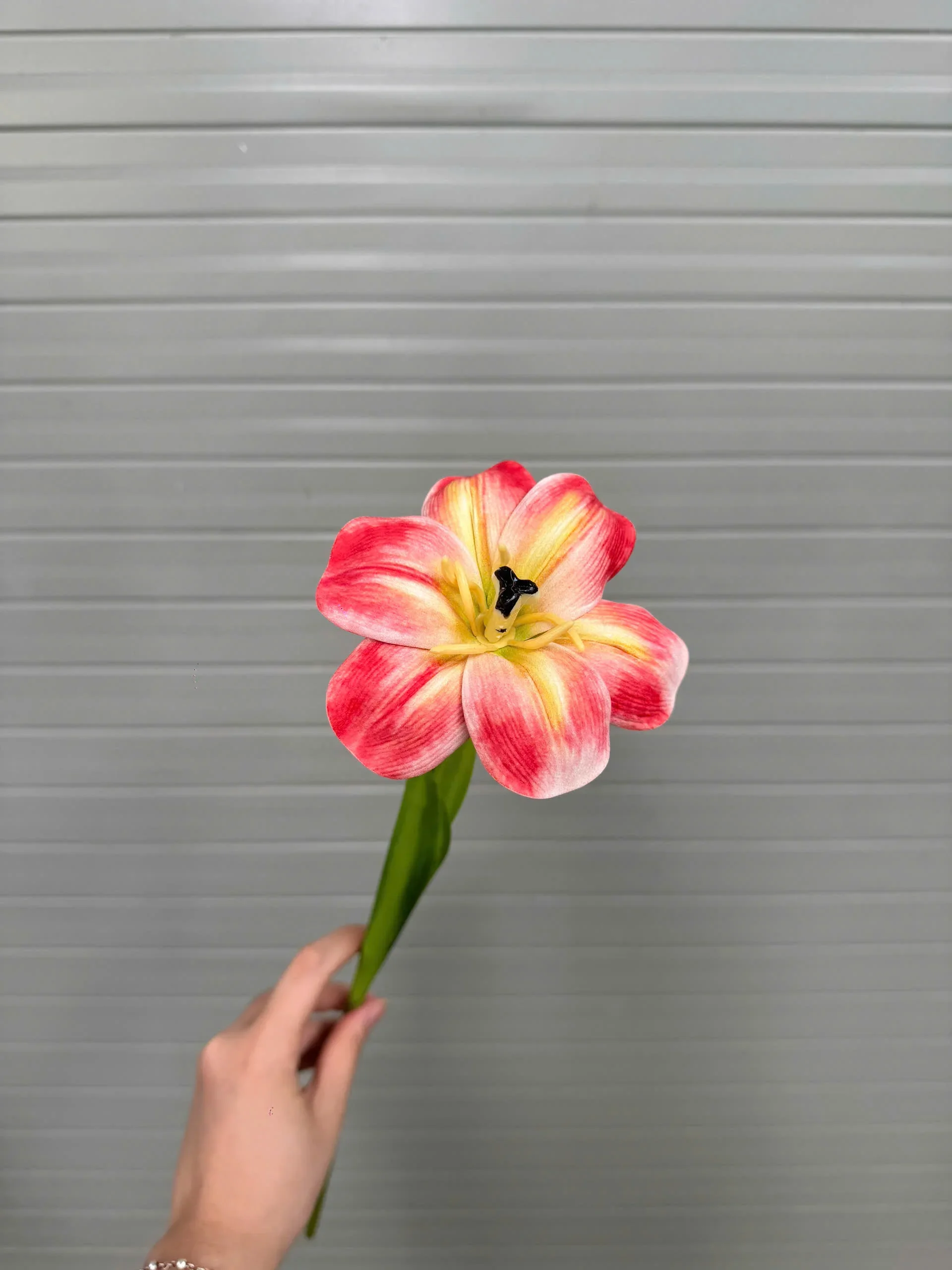 TULIP NỞ 1 BÔNG - Ảnh 12