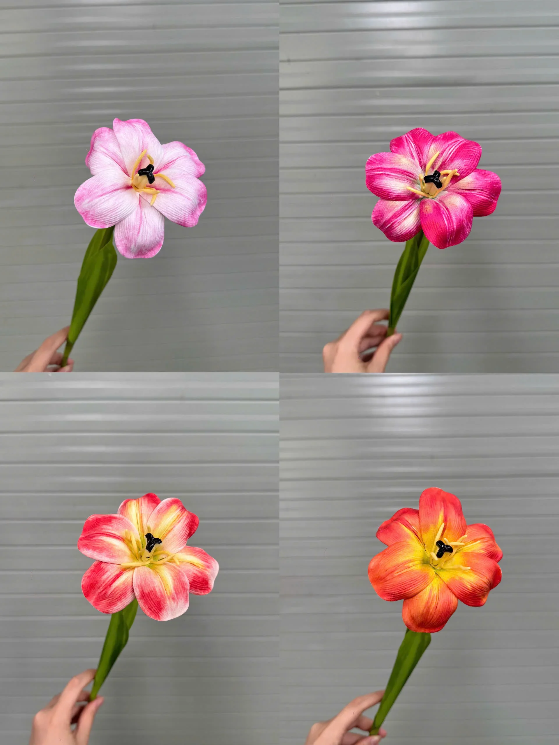 TULIP NỞ 1 BÔNG - Ảnh 4