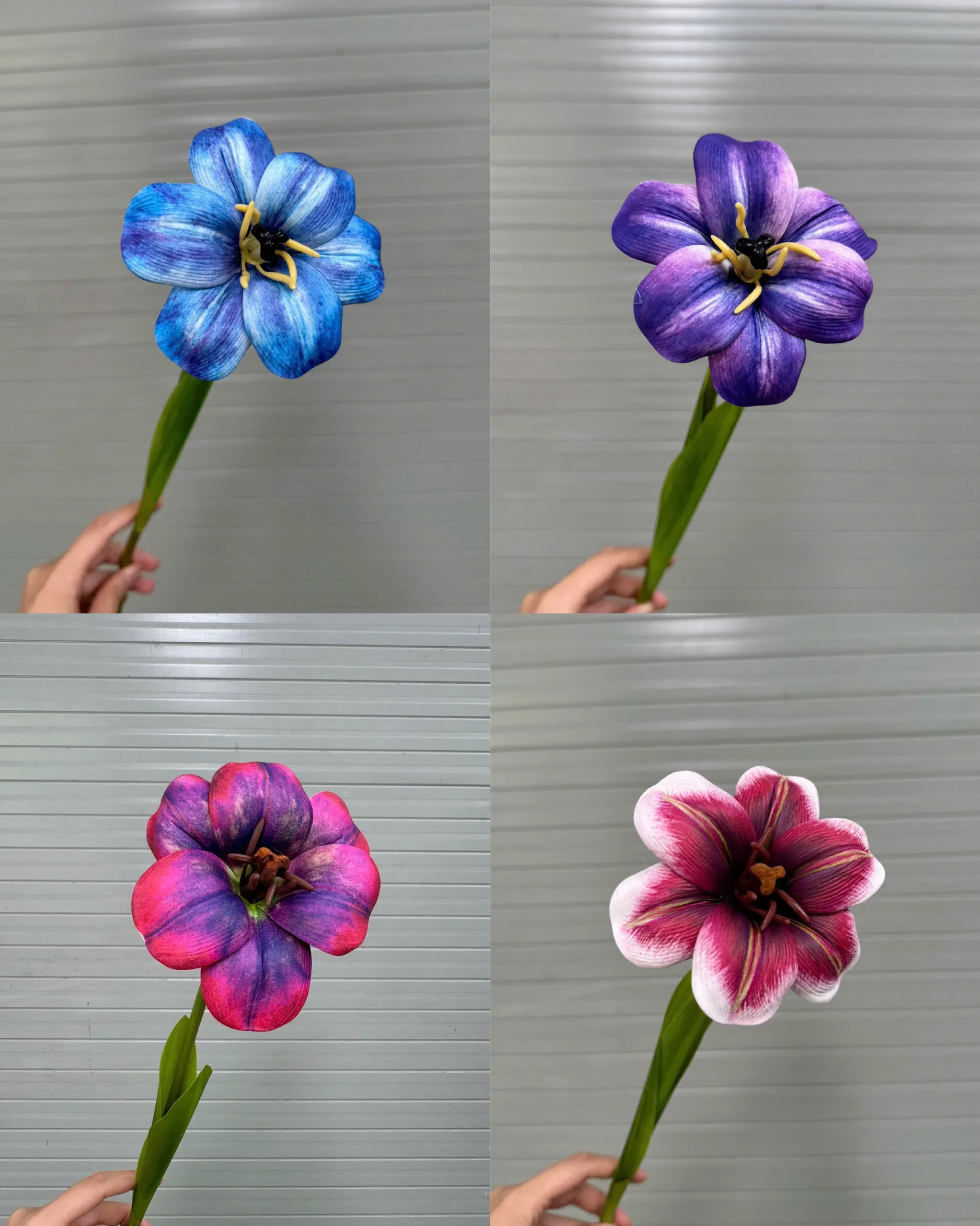 TULIP NỞ 1 BÔNG - Ảnh 6