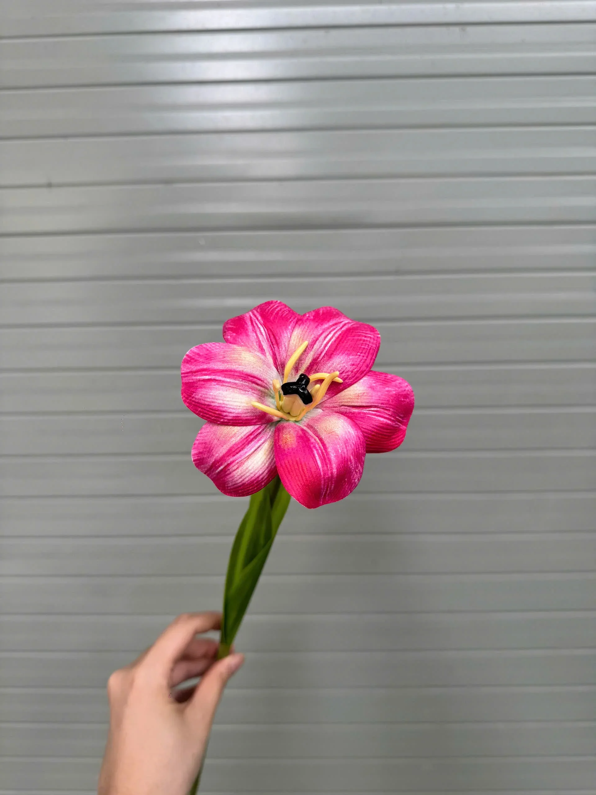 TULIP NỞ 1 BÔNG - Ảnh 5