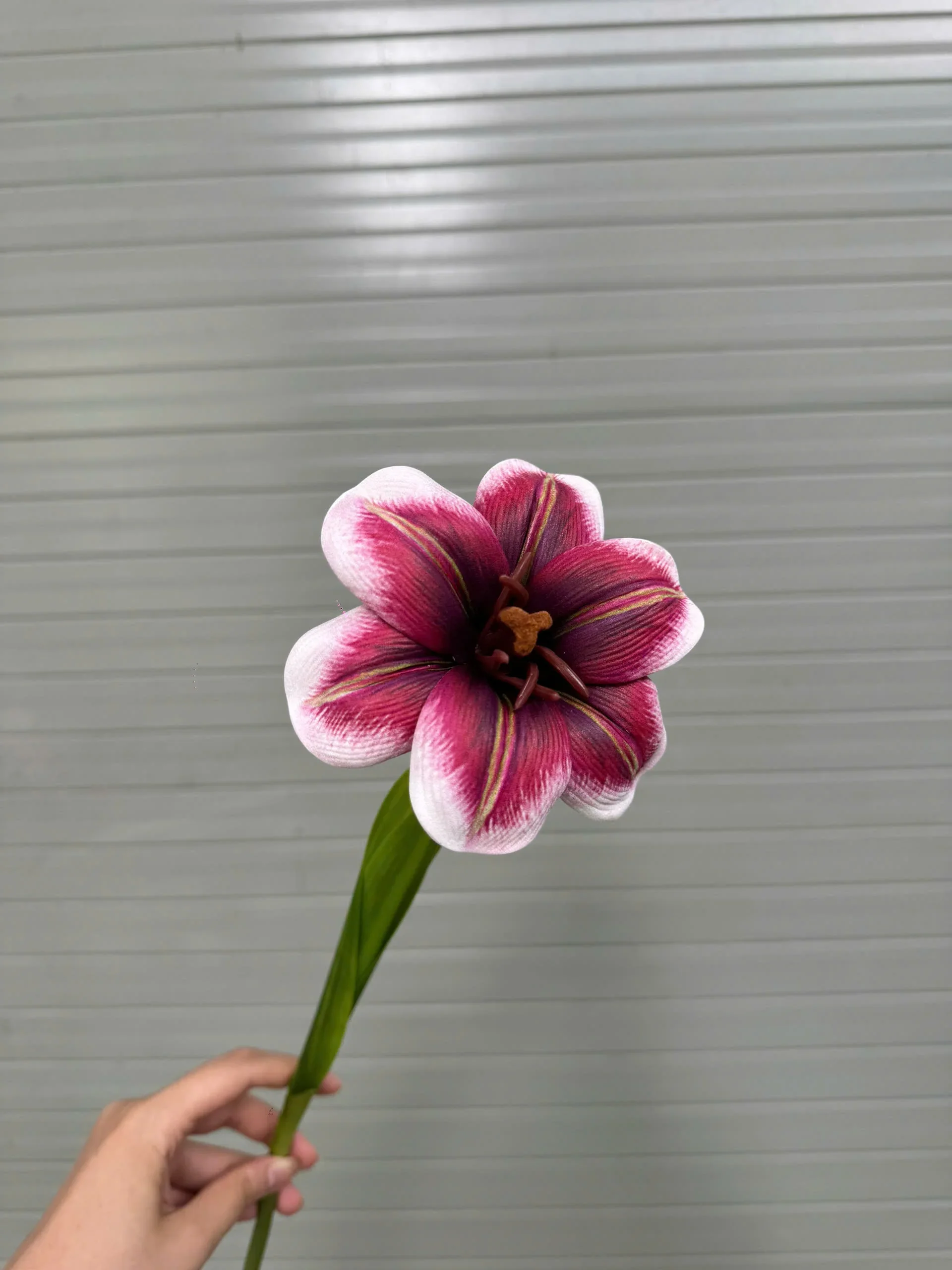 TULIP NỞ 1 BÔNG - Ảnh 3