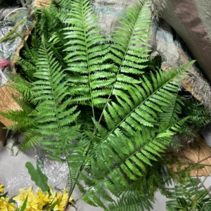 XỈ ĐẠI 5 NHÁNH